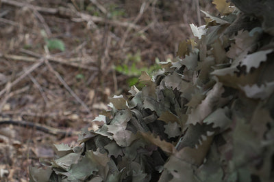 Viper Hood Alder - stalker-alder-004